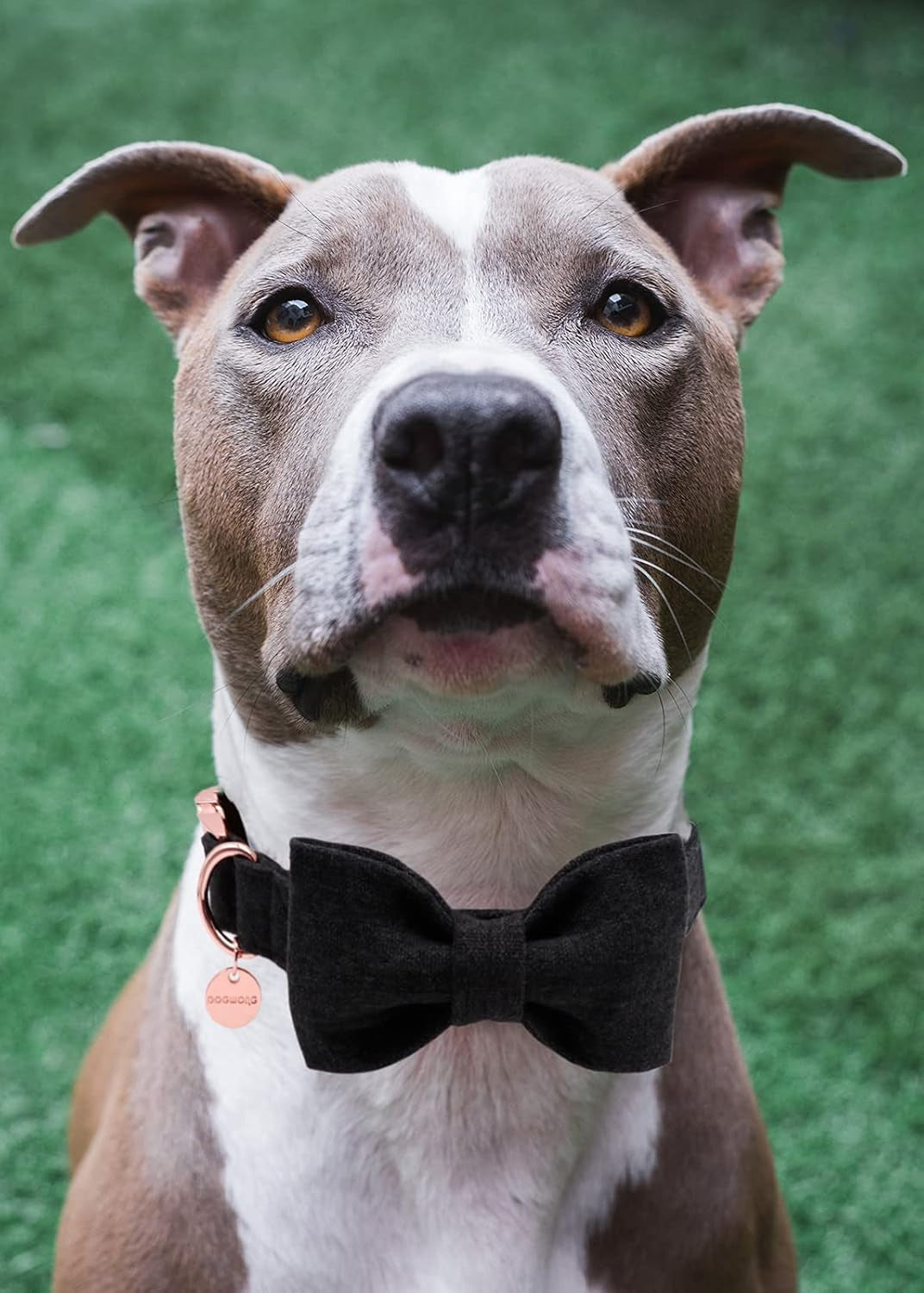 DOGWONG Hemp Cotton Dog Collar with Bow