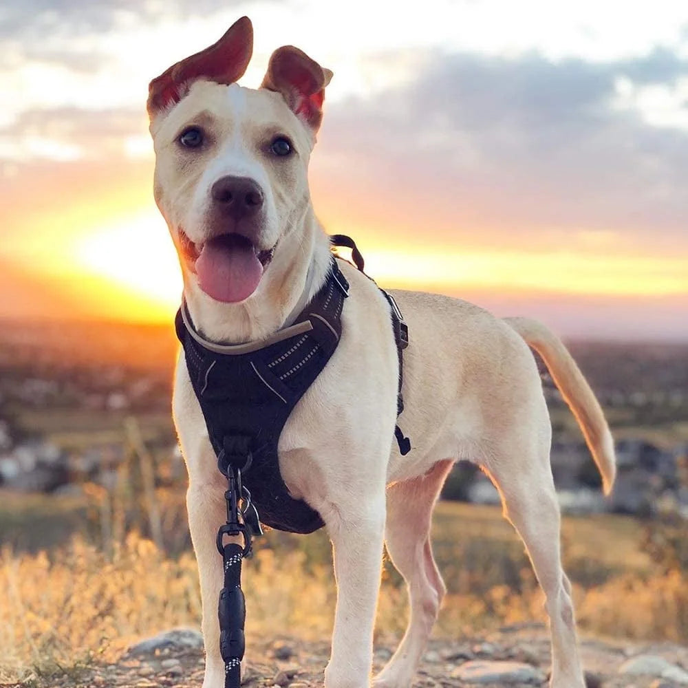 Dog Adjustable Harness