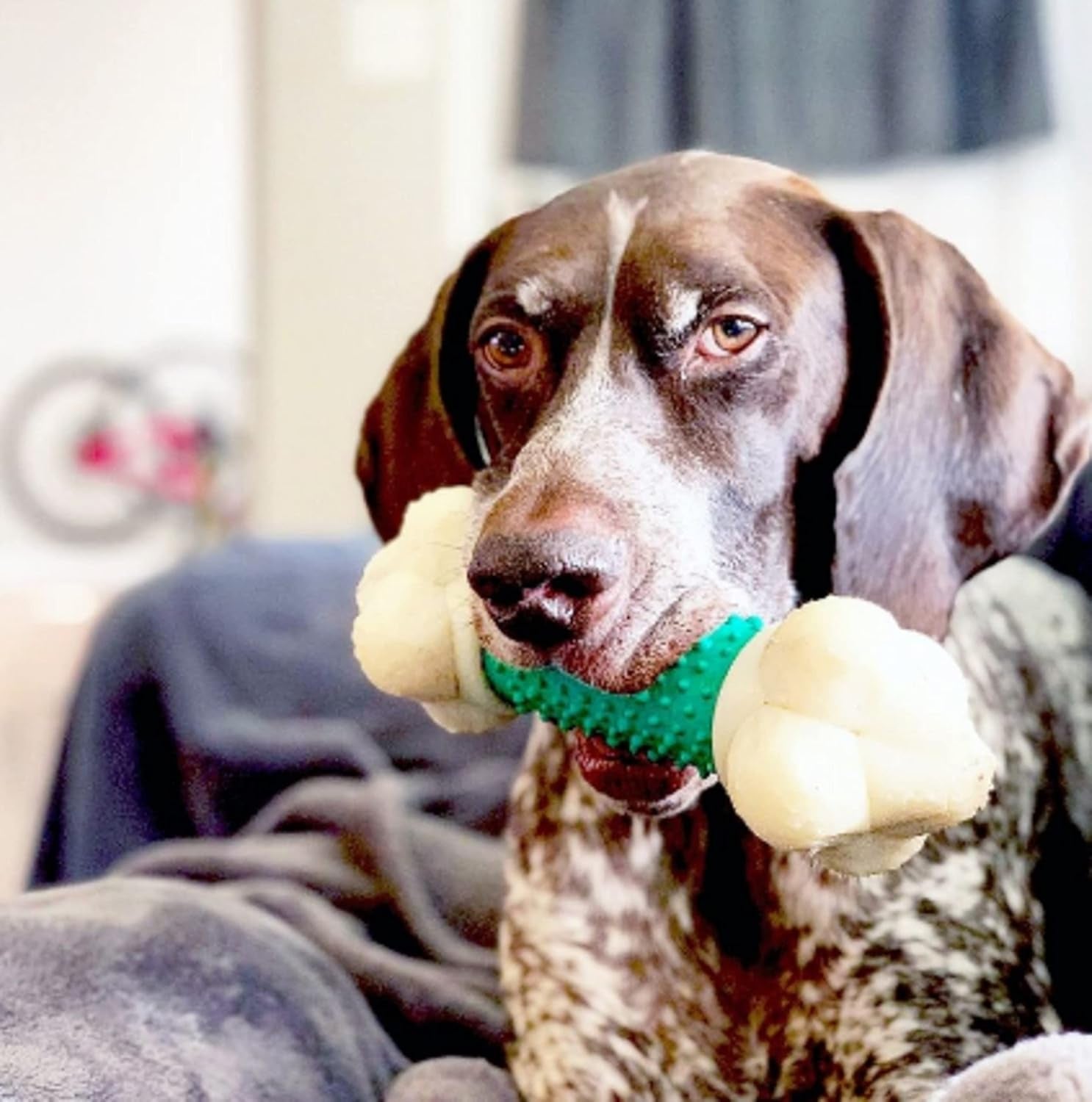 Nylabone Double Action Bone Power Chew Toy for Dogs